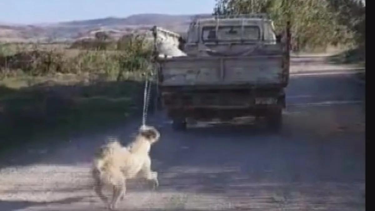 Amasya’da vahşet! Köpeği kamyonetin arkasına bağlayıp sürükledi