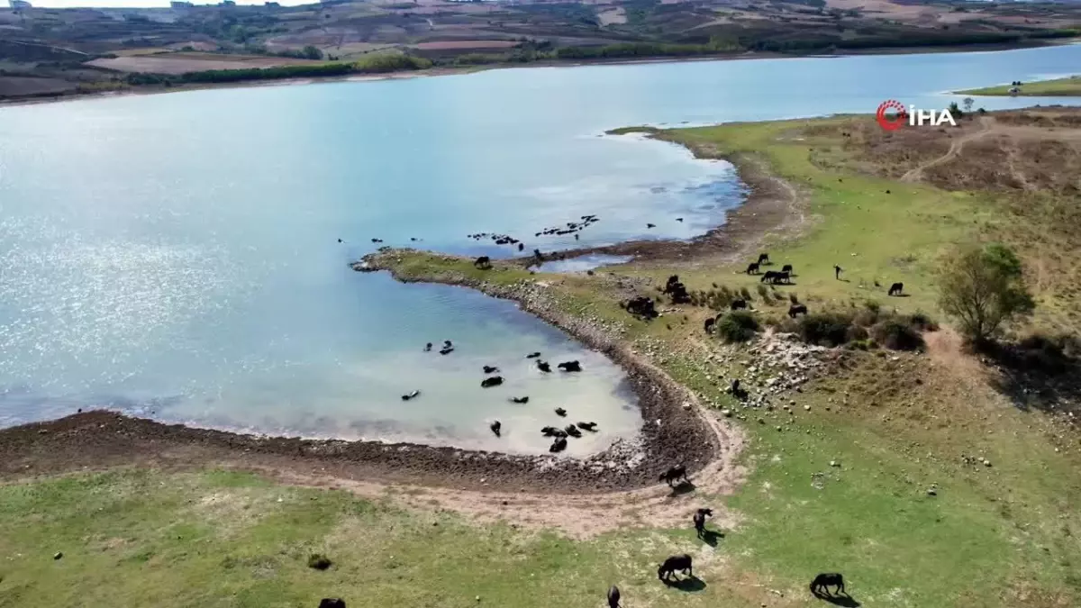 İstanbul’da Mandaların Afrika’yı Aratmayan Yolculuğu