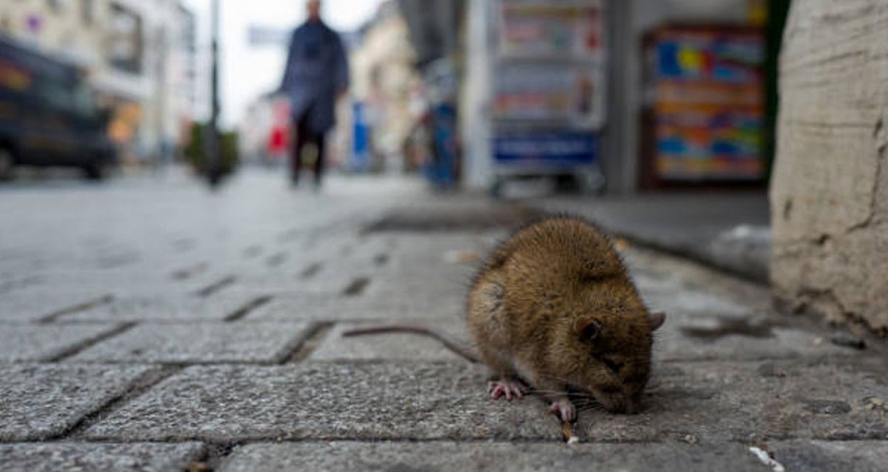 Fareler şehri bastı; kırmızı alarm verildi: Belediyeden kapan seferberliği