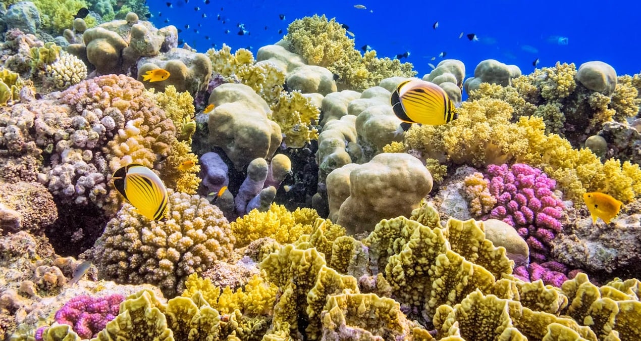 Türleri hızla yok oluyor: Herkesi etkileyecek büyük tehlike kapıda